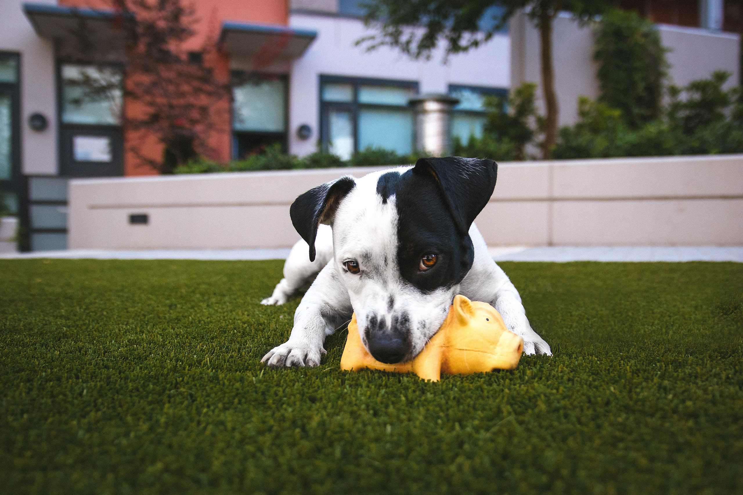 https://toughturfpro.com/wp-content/uploads/2022/05/dog-fake-grass.jpg